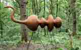 Foret-monumentale-23