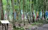 Foret-monumentale-25