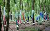 Foret-monumentale-26