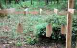 Foret-monumentale-46