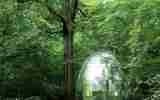 Foret-monumentale-50