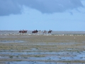 LeCrotoy09