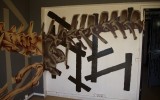 Graff35
