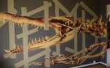 Graff36