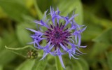 Nature2020_05