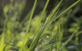 Nature2020_10