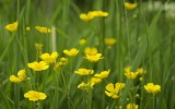 Nature2020_12