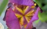 Nature2020_16