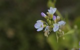 Nature2020_17