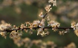 Nature2020_19