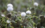 Nature2020_25