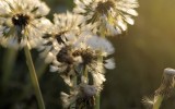 Nature2020_26