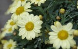 Nature2020_27