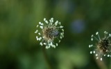 Nature2020_28