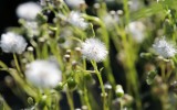 Nature2020_33