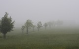 Nature2020_34