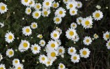 Nature2020_38