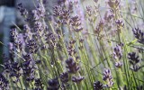 Nature2020_40