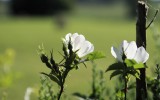 Nature2020_41