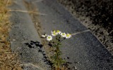 Nature2020_42