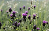 Nature2020_45