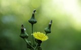 Nature2020_46
