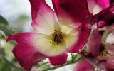 Nature2020_47