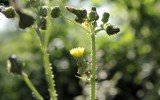 Nature2020_48