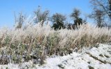 Neige2024_-12