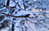 Neige2024_-14