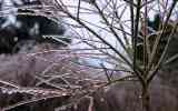 Neige2024_-15