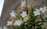 Perigord_2021_03
