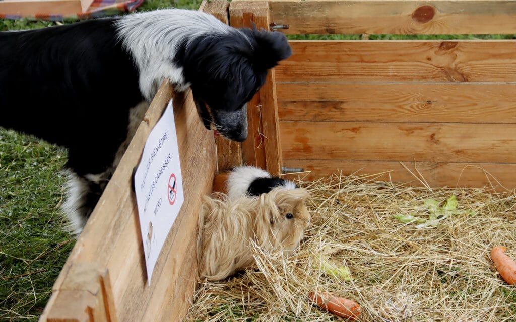 foire des rameaux, Gournay-en-Bray, Pays de Bray