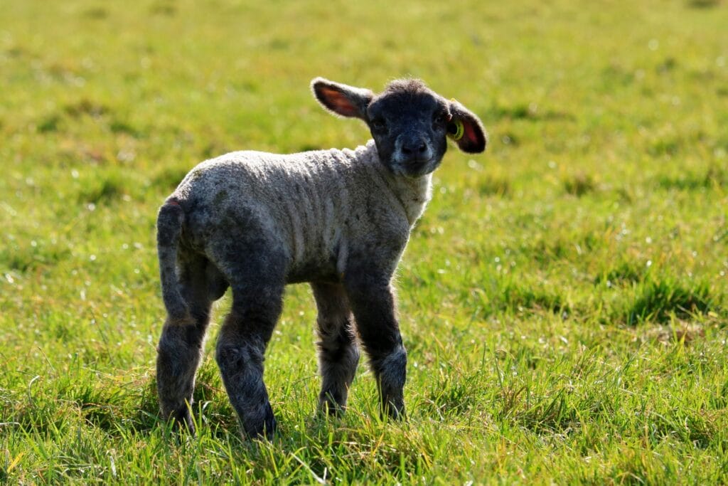 mouton, agnelage, mothois, pays de bray