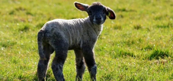 mouton, agnelage, mothois, pays de bray