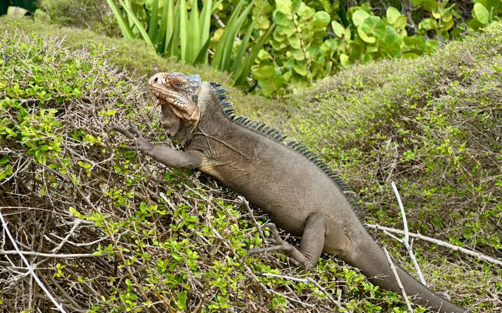 Guadeloupe