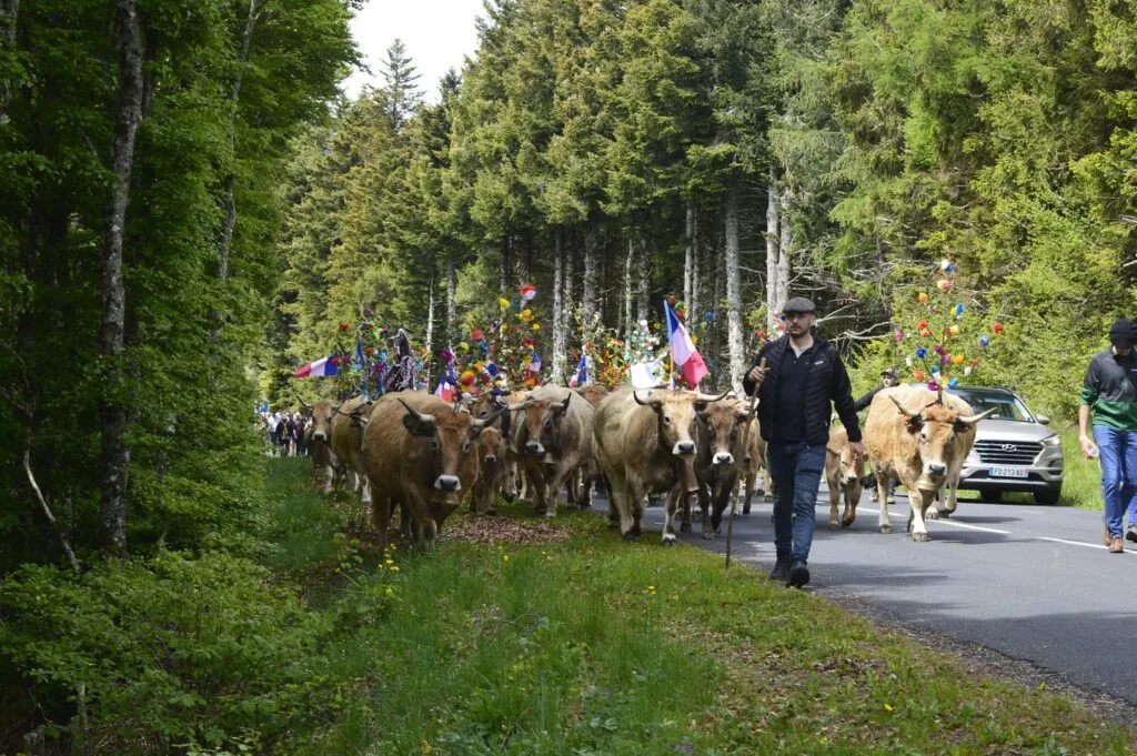 transhumance, aubrac, aveyron, occitanie