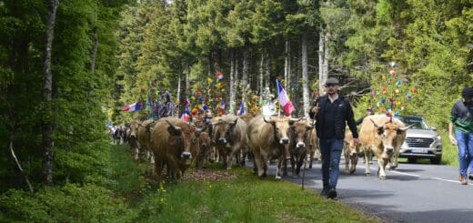 transhumance, aubrac, aveyron, occitanie