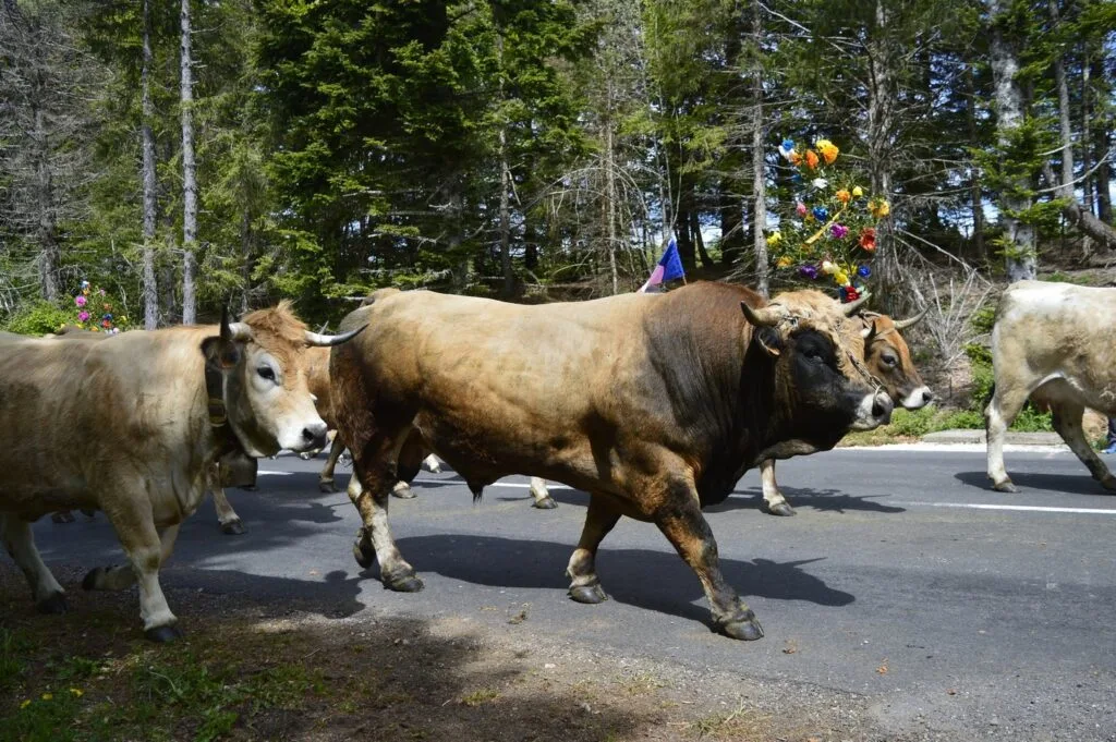 transhumance, aubrac, aveyron, occitanie