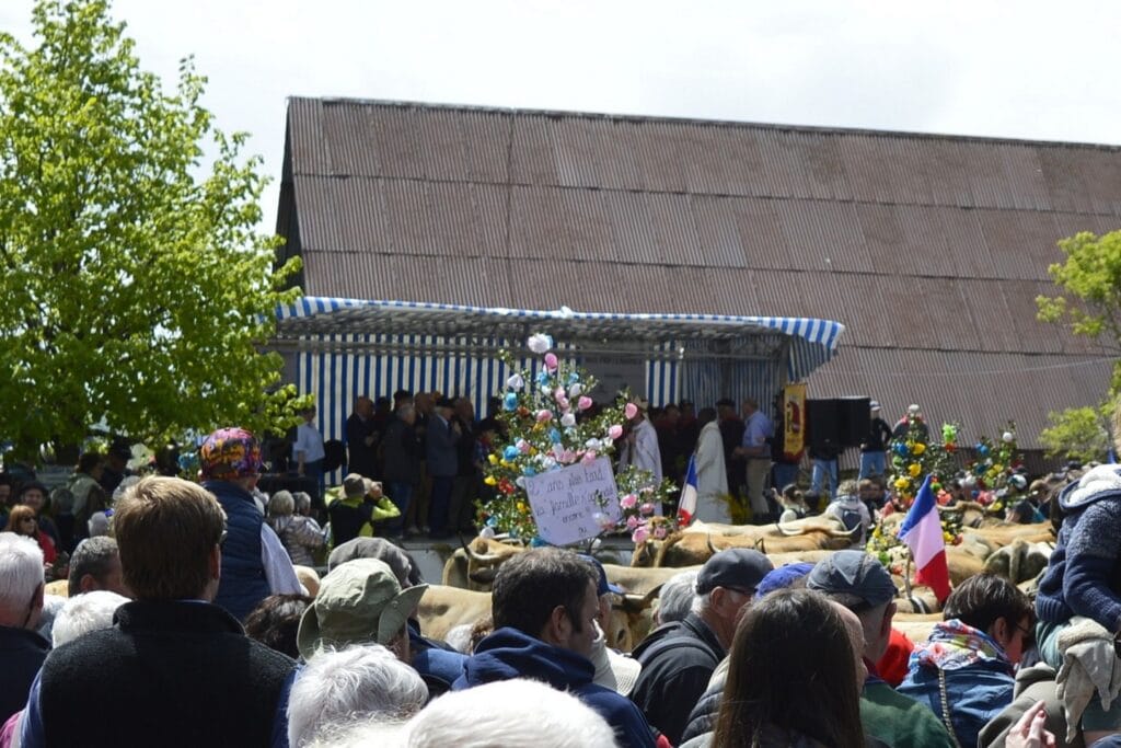 transhumance, aubrac, aveyron, occitanie