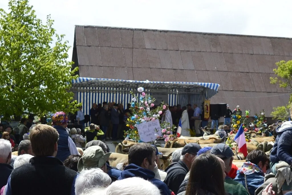 transhumance, aubrac, aveyron, occitanie