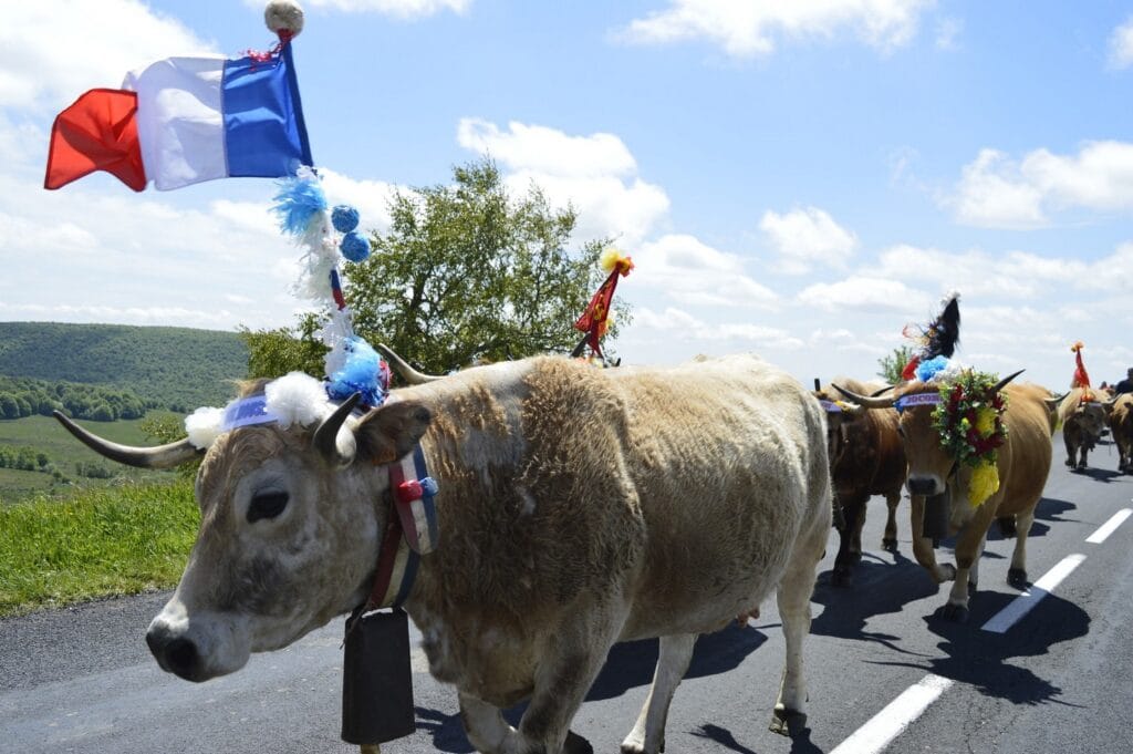 transhumance, aubrac, aveyron, occitanie