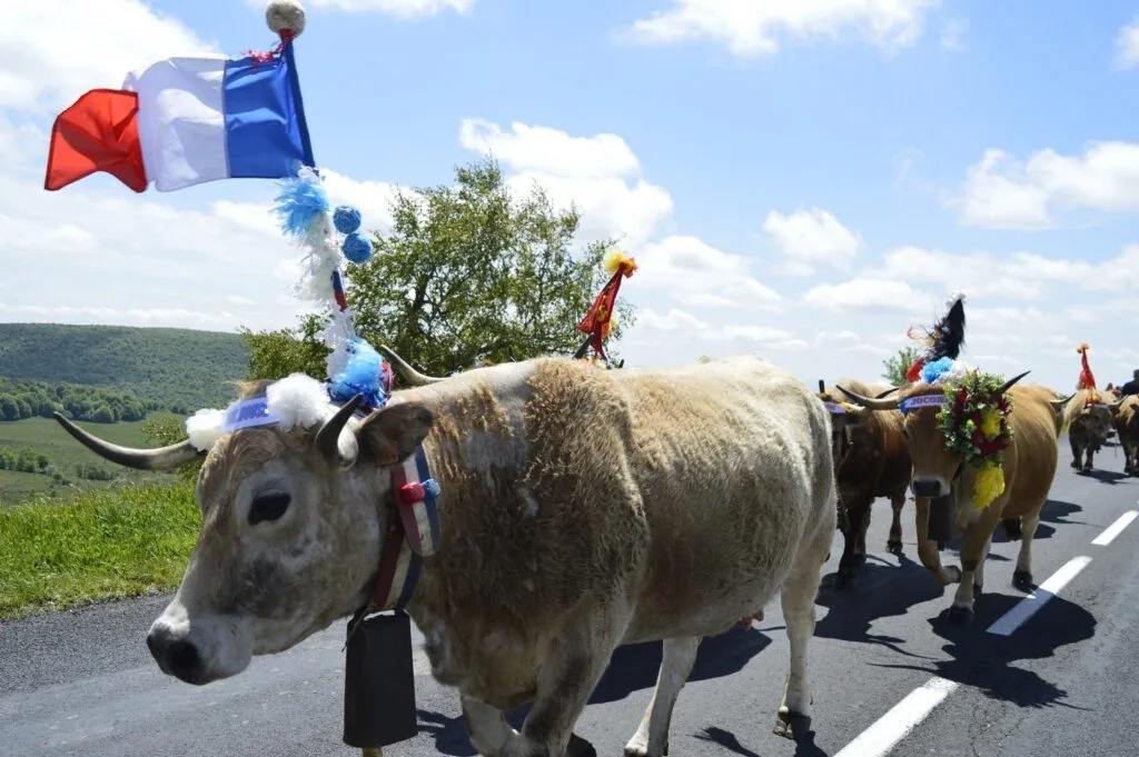 transhumance, aubrac, aveyron, occitanie
