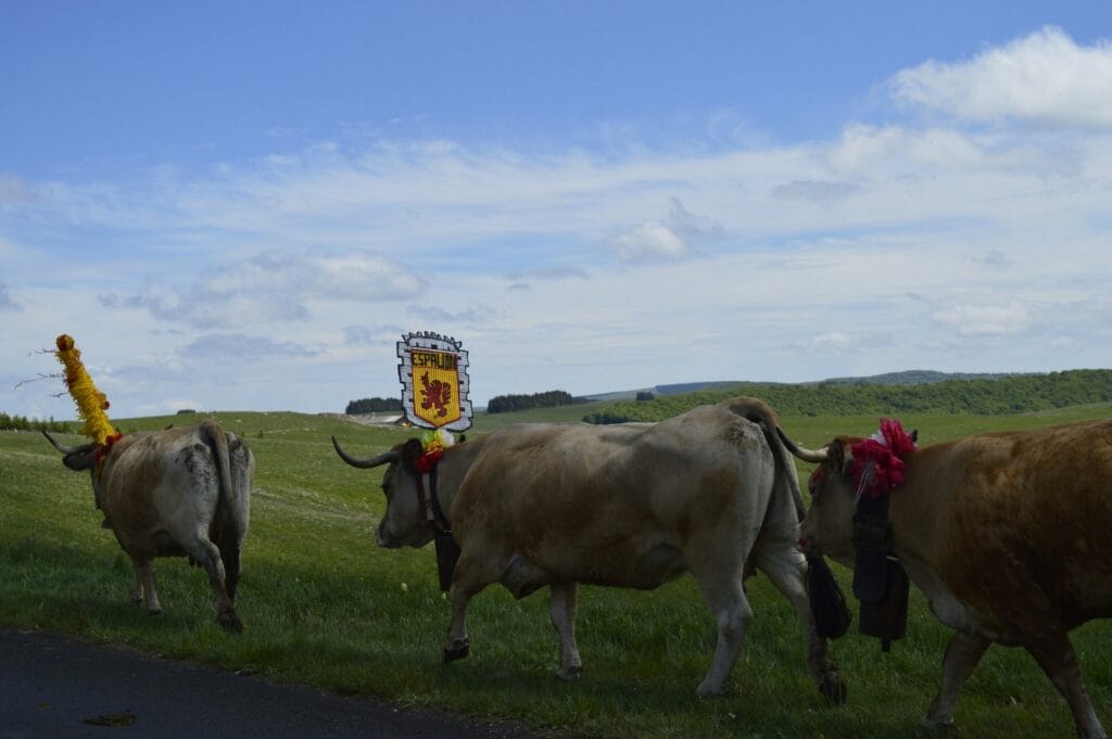 transhumance, aubrac, aveyron, occitanie