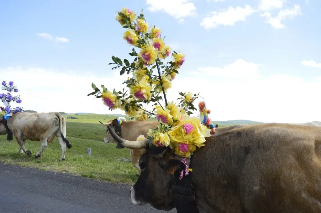 transhumance, aubrac, aveyron, occitanie