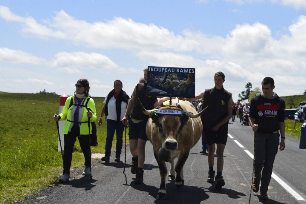 transhumance, aubrac, aveyron, occitanie