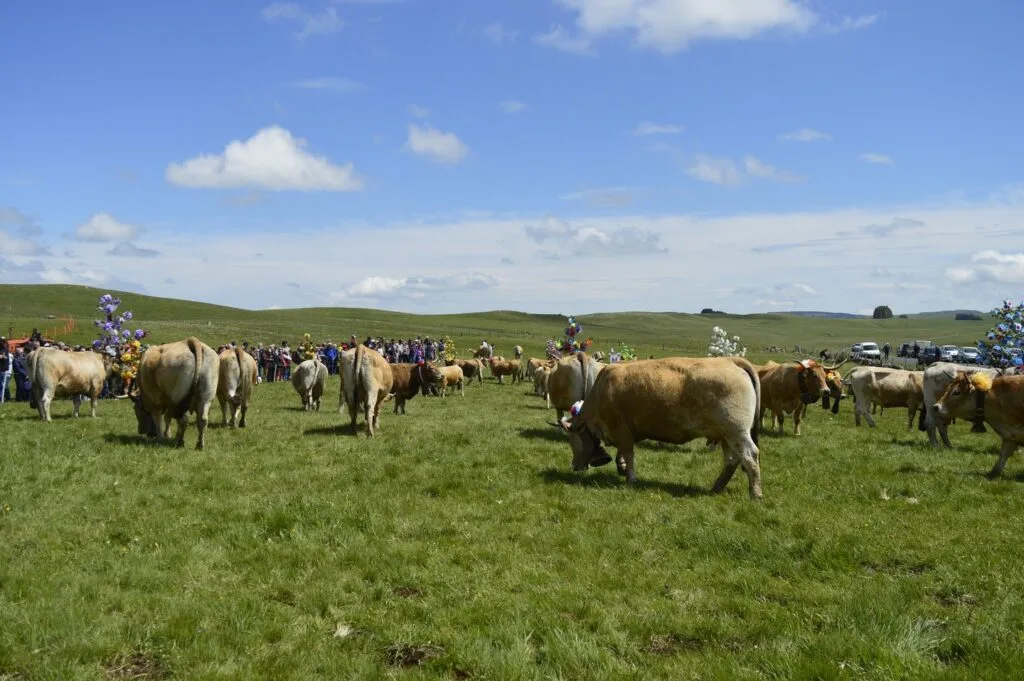 transhumance, aubrac, aveyron, occitanie