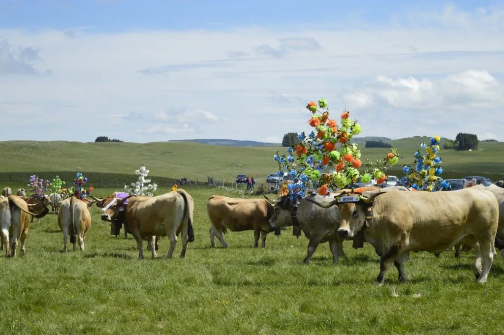 transhumance, aubrac, aveyron, occitanie