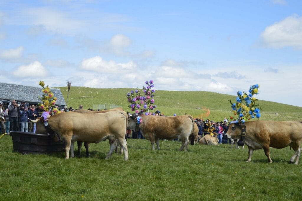 transhumance, aubrac, aveyron, occitanie