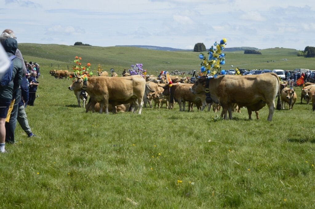 transhumance, aubrac, aveyron, occitanie